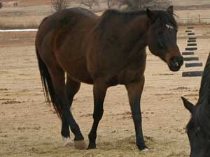 Prissy Jets Pride quarter horse daughter of Dashing Cleat