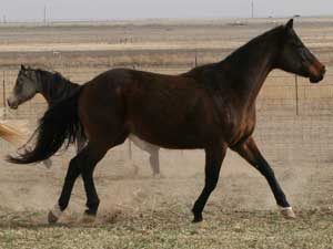 Prissy Jets Pride quarter horse daughter of Dashing Cleat