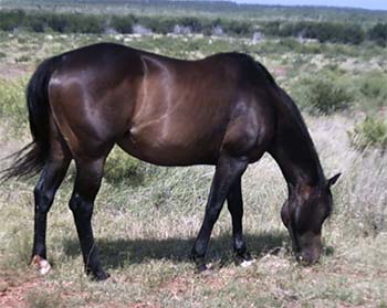 Prissy Jets Pride quarter horse daughter of Dashing Cleat