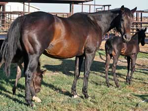 Double bred Dash For Cash Daughter of Dashing Cleat AAAT at CNR Quarter Horses in Lubbock, Texas