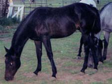 black gelding Hancock, Sugar Bars and Leo bred