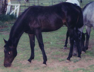 Rainy Day Rochestor black Joe Hancock, Sugar Bars and Leo bred