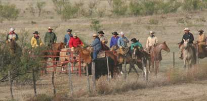 Stout, heavy bone foundation quarter horses that make good using horses and last all day