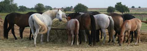 Blue Valentine, Driftwood, Sugar Bars and other great legendary bred horses, blue roans, duns, buckskins and red roans for sale in Lubbock, Texas