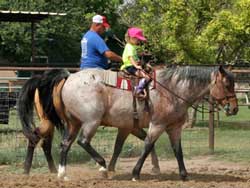 CNR Quarter Horses Blue Valentine bred blue roan quarter horses for sale in Lubbock, Texas