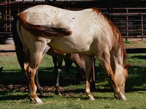 Dash For Cash and Blue Valentine bred ~ her sire is a grandson of Blue Valentine and the dam is Dash For Cash bred through Dashing Cleat