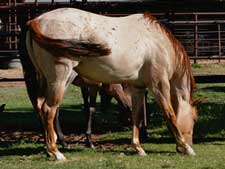daughter of Romeo Blue with Blue Valentine, Joe Hancock, Dash For Cash and Dashing Cleat breeding