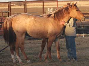 Dash For Cash and Blue Valentine bred ~ her sire is a grandson of Blue Valentine and the dam is Dash For Cash bred through Dashing Cleat