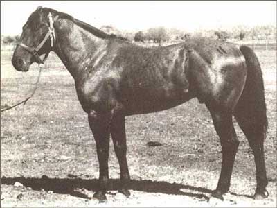 Red Man Son of Joe Hancock and sire of Blue Valentine one of the greatest arena horses