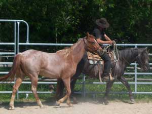 Blue Valentine and Driftwood bred quarter horse for sale