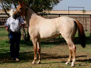 Dash For Cash and Blue Valentine bred ~ her sire is a grandson of Blue Valentine and the dam is a daughter of Dashing Cleat