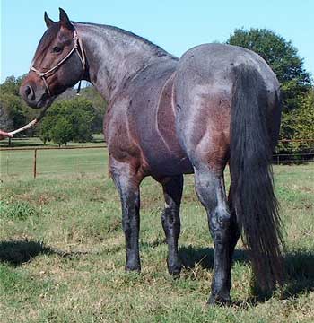 Red Roan Raider ~ 25% Blue Valentine ~ Quarter horse stallion grandson of 