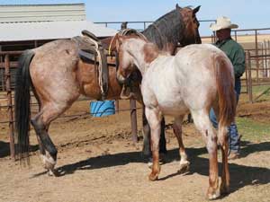Blue Valentine, Joe Hancock, Sugar Bars and Blondy's dude bred red roan filly for sale