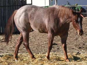 Blue Valentine, Joe Hancock, Sugar Bars and Blondy's dude bred red roan filly for sale