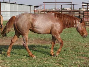 Hancock's Blue Boy & Blue Valentine bred ~ sire is a grandson of Blue Valentine and the dam is a granddaughter of Hancock's Blue Boy