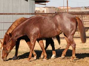 Hancock's Blue Boy & Blue Valentine bred ~ sire is a grandson of Blue Valentine and the dam is a granddaughter of Hancock's Blue Boy