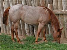 Joe Hancock ~ Blue Valentine bred quarter horses for sale