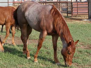 Hancock's Blue Boy & Blue Valentine bred ~ sire is a grandson of Blue Valentine and the dam is a granddaughter of Hancock's Blue Boy