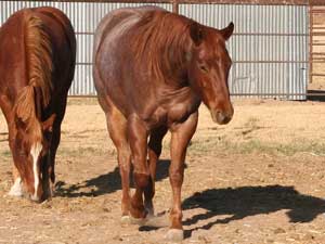 Hancock's Blue Boy & Blue Valentine bred ~ sire is a grandson of Blue Valentine and the dam is a granddaughter of Hancock's Blue Boy