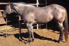 Romeo Blue grullo roan stallion grandson of Blue Valentine