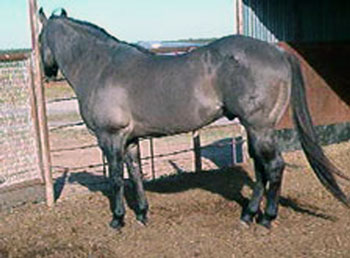 Romeo Blue ~ 37.5% Blue Valentine ~ Quarter horse stallion grandson of Blue Valentine