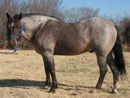 Son of Rowdy Blue Man quarter horse ~ Willingham Quarter Horses