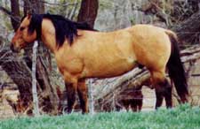 Roy Boy Holder red roan grandson of the great barrel racing sire Sunfrost