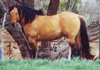 Roy Boy Holder red roan grandson of the great barrel racing sire Sunfrost