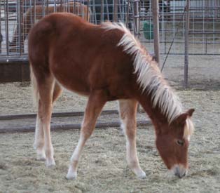 Blue Valentine, Ruano Rojo, Driftwood and Joe Hancock bred quarter horse for sale