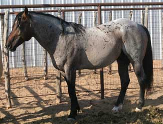 AQHA Marthas Six Moons grandson bay roan quarter horse stallion son of Limited Hancock blue roan son of Hancock's Blue Boy