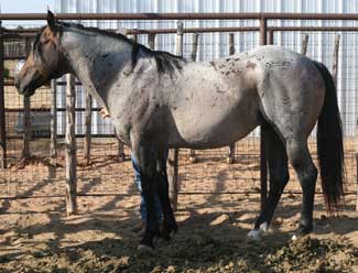 AQHA Marthas Six Moons grandson bay roan quarter horse stallion son of Limited Hancock blue roan son of Hancock's Blue Boy