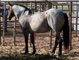 AQHA Marthas Six Moons grandson bay roan quarter horse stallion son of Limited Hancock blue roan son of Hancock's Blue Boy