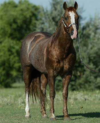 Smart Jose red roan son of Smart Little Lena