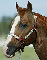 Smart Jose red roan son of Smart Little Lena