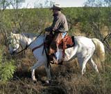 Spicy Topping Leo bred gray mare