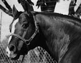 Sugar Bars Legendary AQHA Hall Of Fame Horse