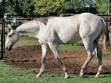 Joe Hancock and Sugar Bars bred dun colt