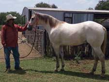 Joe Hancock and Sugar Bars bred dun colt