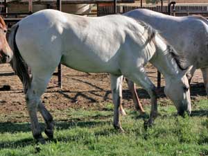 Blue Valentine and Sugar Bars bred dun colt