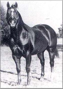 Sugar Bars Quarter Horse Legend