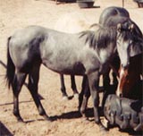 granddaughter of Blondy's Dude and Sugar Bars-Leo bred