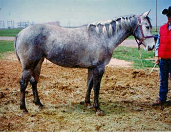 Summers Blond Barbee gray quarter horse granddaughter of Blondys Dude