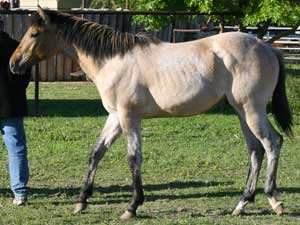 CNR Son O Frost dun roan colt grandson of Pat Cowan, son of Sun Frost ~ legendary barrel racing sire along with Sugar Bars ~ Leo cross bloodlines and Blondy's Dude