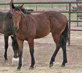 Blue Valentine, Driftwood, and the magic cross of Sugar Bars and Leo breeding