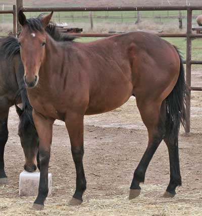 Hancock-Driftwood bred quarter horse colt for sale