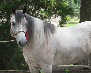 CNR Seven S Sugarbar blue roan filly Sun Frost and Sugar Bars bred