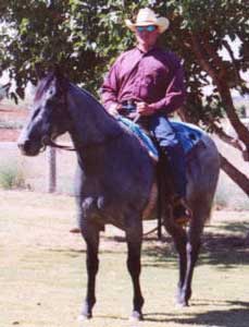 Waggoners Sunny Day gray mare Joe Hancock, Jackie Bee and Waggoner bred