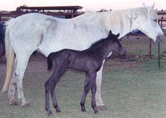 Gray quarter horse mare out of a daughter of Son O Sugar