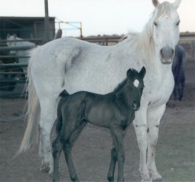 Gray quarter horse mare out of a daughter of Son O Sugar