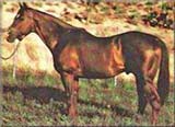 Three Bars Legendary AQHA Hall Of Fame Horse